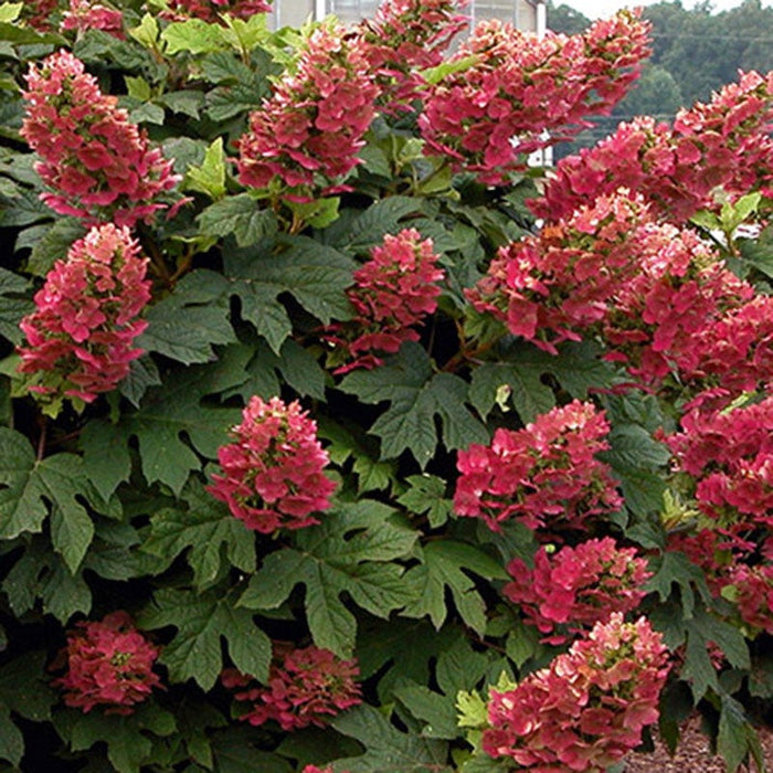 Ruby Slippers Oakleaf Hydrangea|Hydrangea, Oak Leaf Hydrangea Ruby Slippers