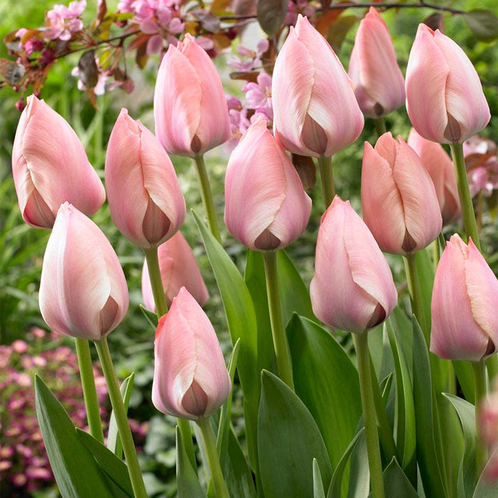 Salmon Van Eijk Darwin Tulip|Salmon Van Eijk Darwin Tulip