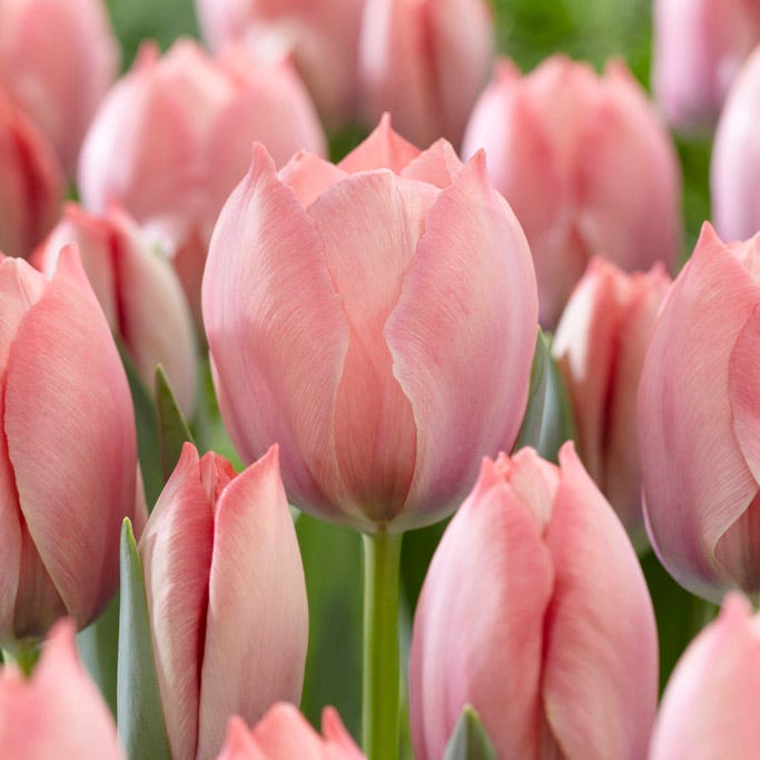 Salmon Van Eijk Darwin Tulip|Salmon Van Eijk Darwin Tulip