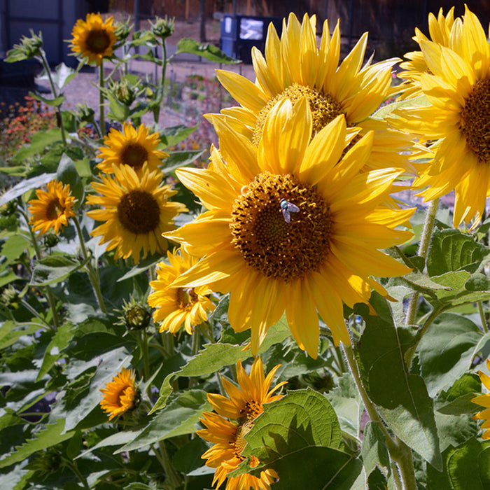 Santa Lucia Sunflower, photo courtesy of Applewood Seed Company