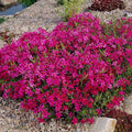 Scarlet Flame Creeping Phlox|Scarlet Flame Creeping Phlox, Phlox subulata