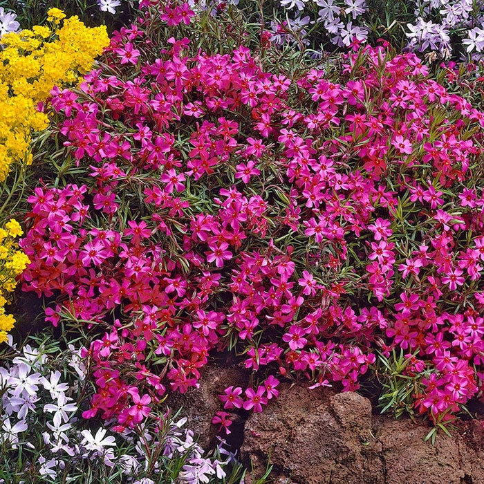 Scarlet Flame Creeping Phlox|Scarlet Flame Creeping Phlox, Phlox subulata