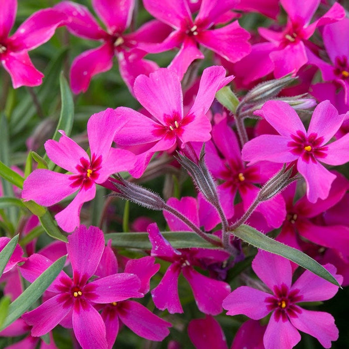 Scarlet Flame Creeping Phlox|Scarlet Flame Creeping Phlox, Phlox subulata