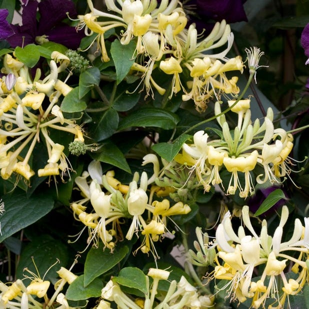 Scentsation Honeysuckle Vine|Honeysuckle Vine Scentsation