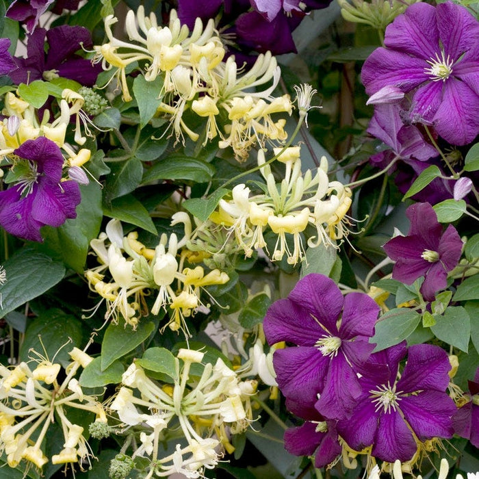 Scentsation Honeysuckle Vine|Honeysuckle Vine Scentsation, Lonicera periclymenum with Purple Clematis Vine