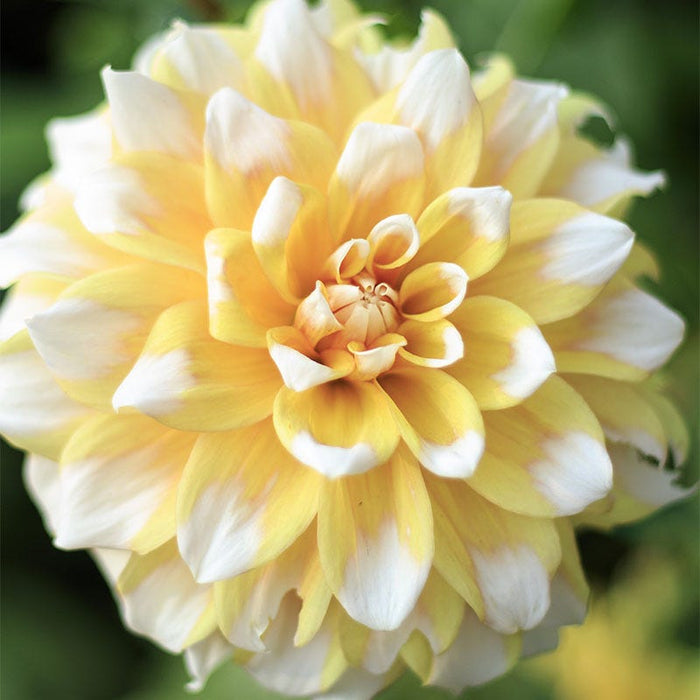 Seattle Dinner Plate Dahlia|Seattle Dinner Plate Dahlia