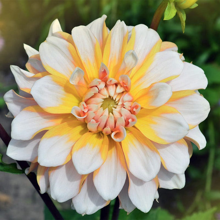 Seattle Dinner Plate Dahlia|Seattle Dinner Plate Dahlia