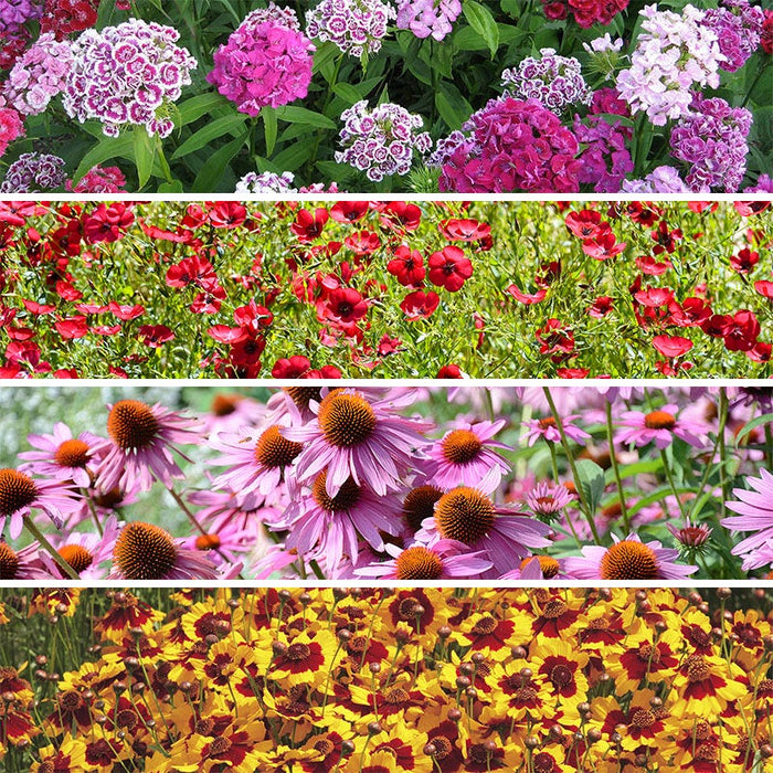 Shade Wildflower Seed Collection|Shade Wildflower Seed Collection