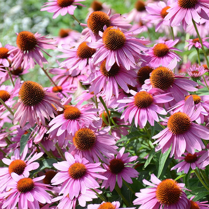 Shade Wildflower Seed Collection|Purple Coneflower Wildflowers