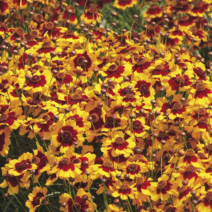 Shade Wildflower Seed Collection|Plains Coreopsis Wildflowers