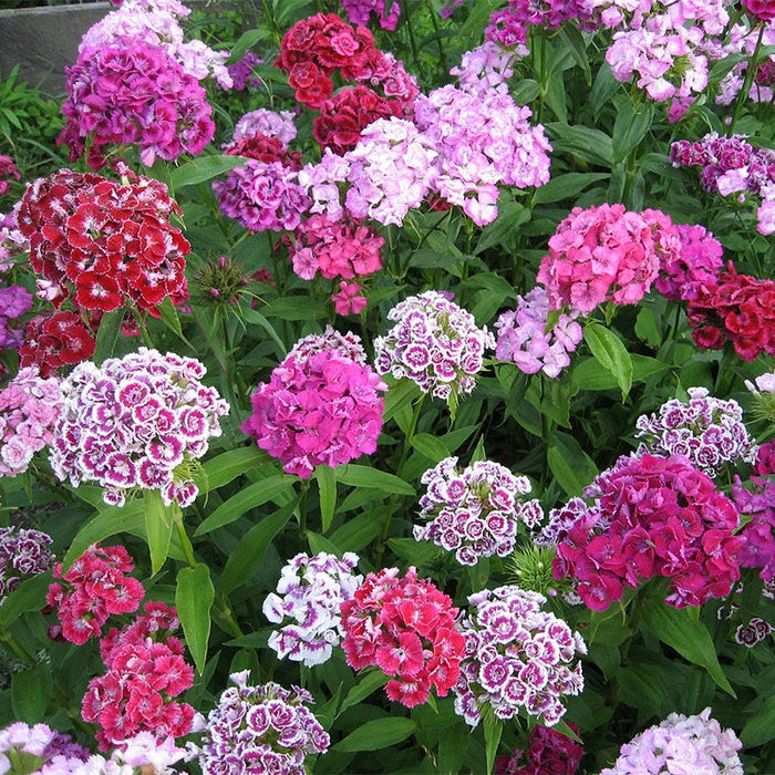 Shade Wildflower Seed Collection|Sweet William Wildflowers