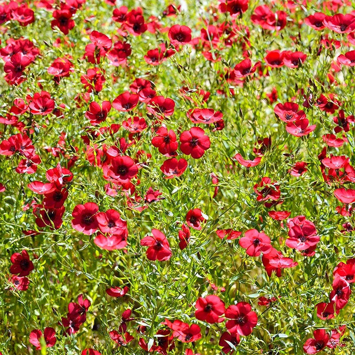 Shade Wildflower Seed Collection|Scarlet Flax Wildflowers