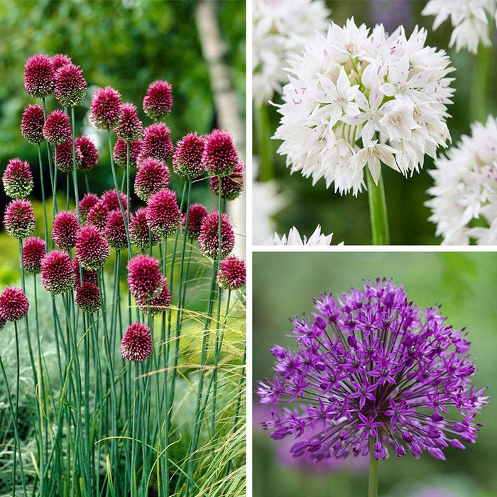 Shades of Allium Bulb Collection|Shades of Allium Bulb Collection