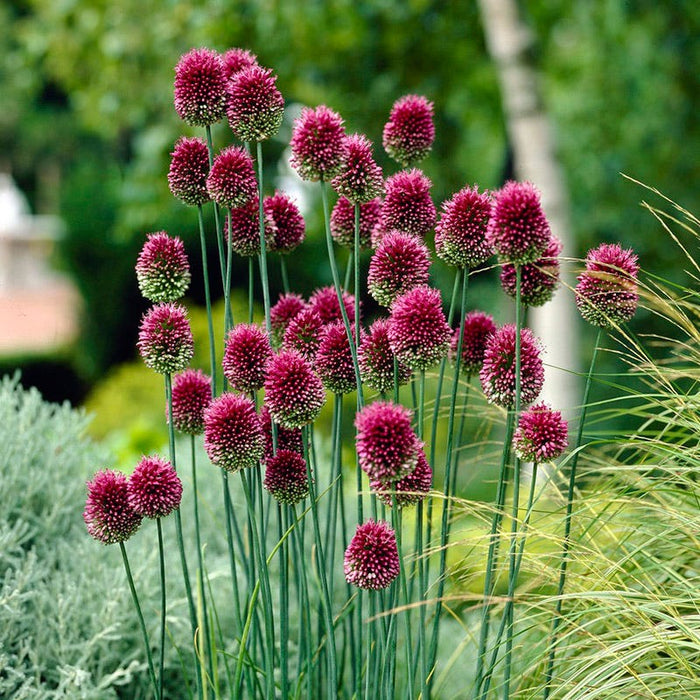 Shades of Allium Bulb Collection|Drumstick Allium