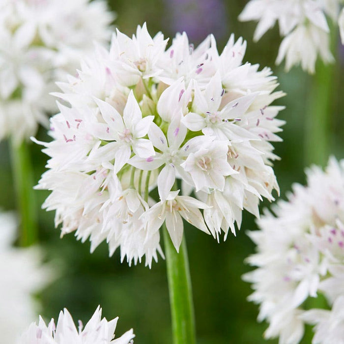 Shades of Allium Bulb Collection|Graceful Allium