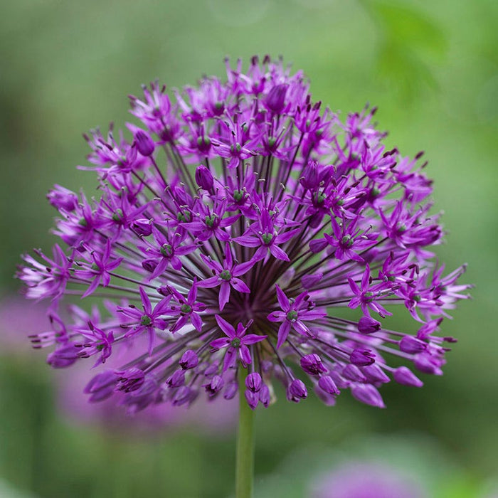 Shades of Allium Bulb Collection|Purple Sensation Allium