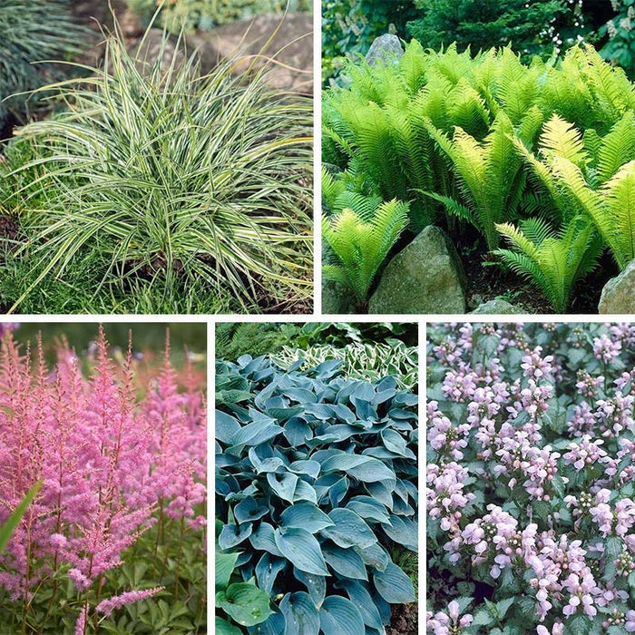 Shady Lane Curb Appeal Plant Collection|Shady Lane Curb Appeal Plant Collection