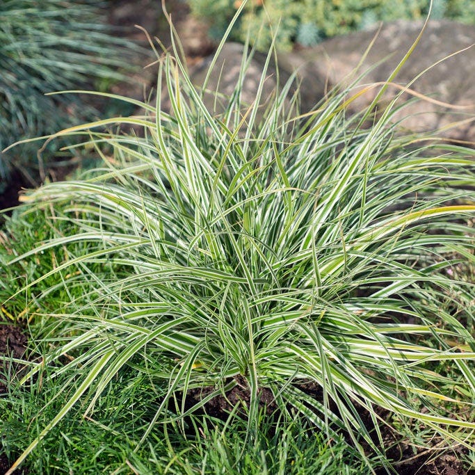 Shady Lane Curb Appeal Plant Collection|EverColor Everest Sedge Grass