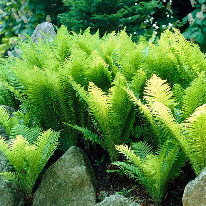 Shady Lane Curb Appeal Plant Collection|Ostrich Fern