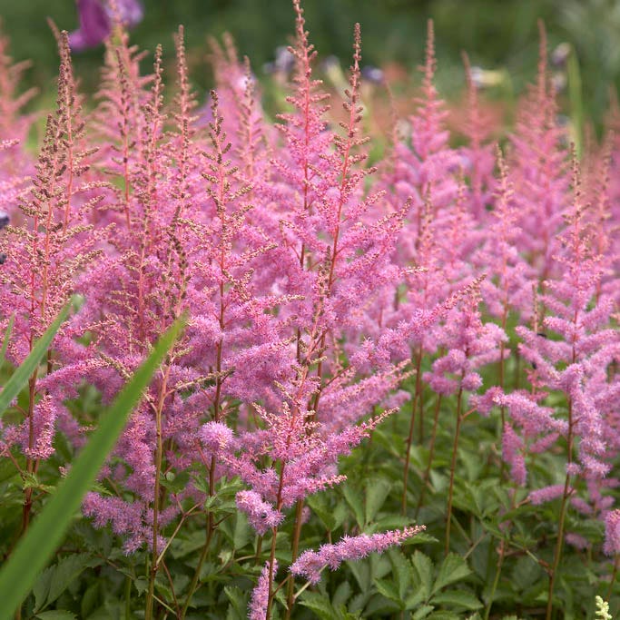 Shady Lane Curb Appeal Plant Collection|Amethyst Astilbe