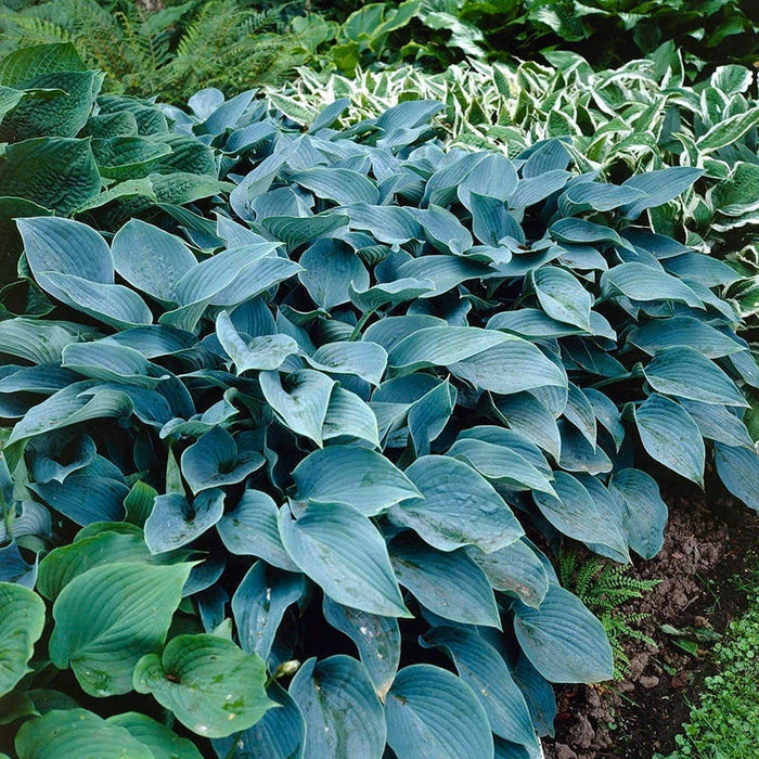 Shady Lane Curb Appeal Plant Collection|Halcyon Hosta