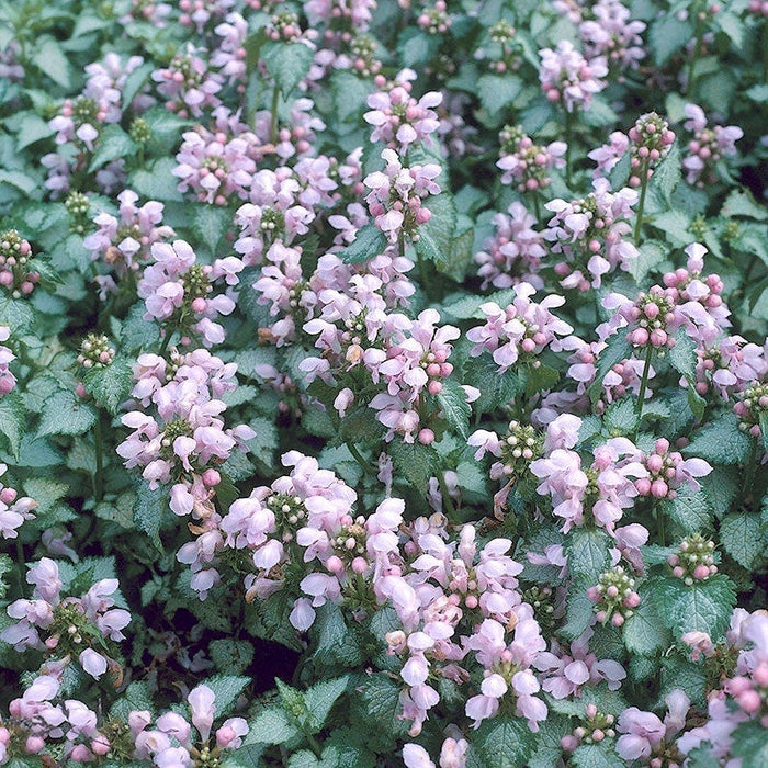 Shady Lane Curb Appeal Plant Collection|Pink Pewter Lamium
