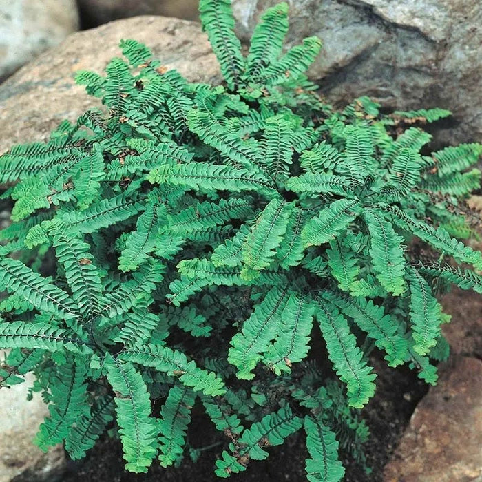 Shady Nook Fern Collection|Northern Maidenhair Fern