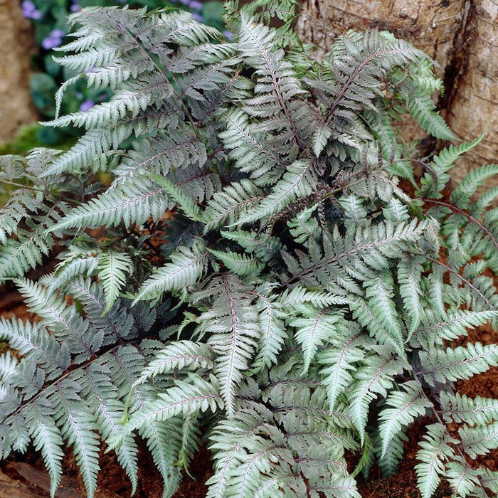 Shady Nook Fern Collection|Red Beauty Japanese Painted Fern