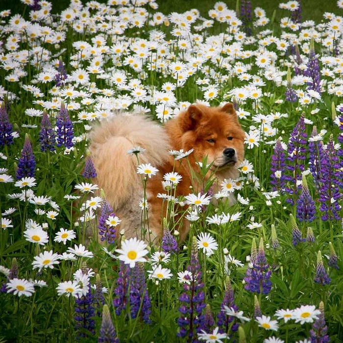 Shasta Daisy & Perennial Lupine Seed Combo|Daisy & Lupine Seed Combo