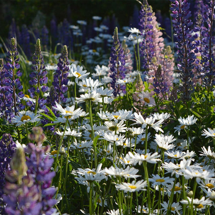 Shasta Daisy & Perennial Lupine Seed Combo|Daisy & Lupine Seed Combo