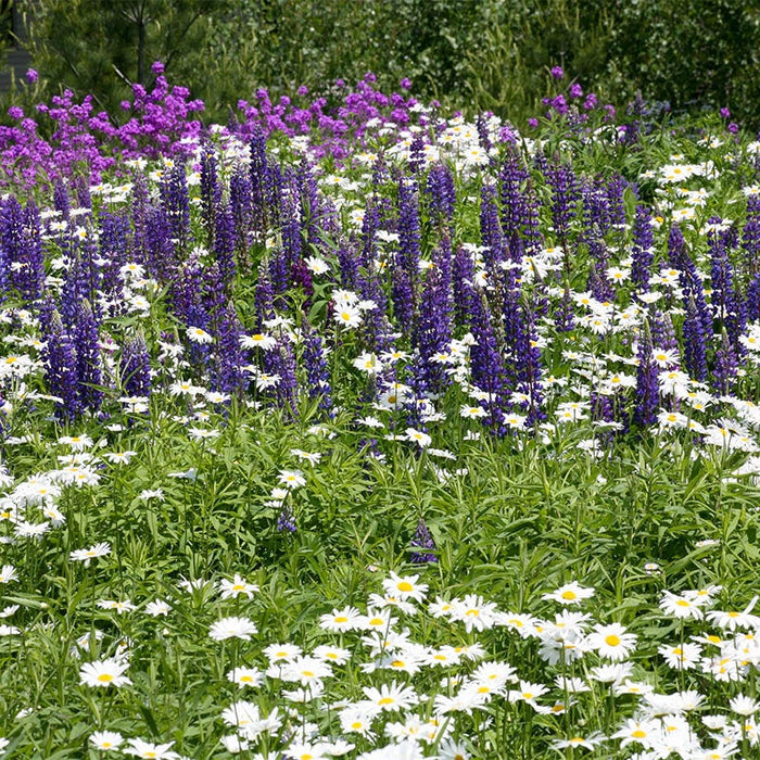 Shasta Daisy & Perennial Lupine Seed Combo|Daisy & Lupine Seed Combo