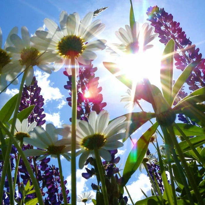 Shasta Daisy & Perennial Lupine Seed Combo|Daisy & Lupine Seed Combo