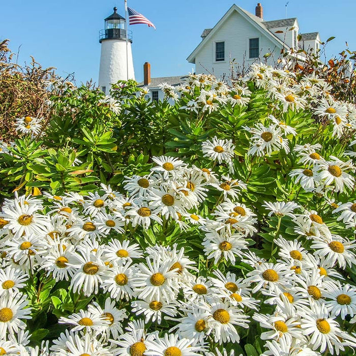 Shasta Daisy Seeds|White Shasta Daisy Seeds, Chrysanthemum maximum, blooming in meadow