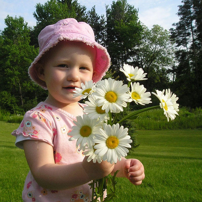 Shasta Daisy Seeds|Customer Photo by Linda C.