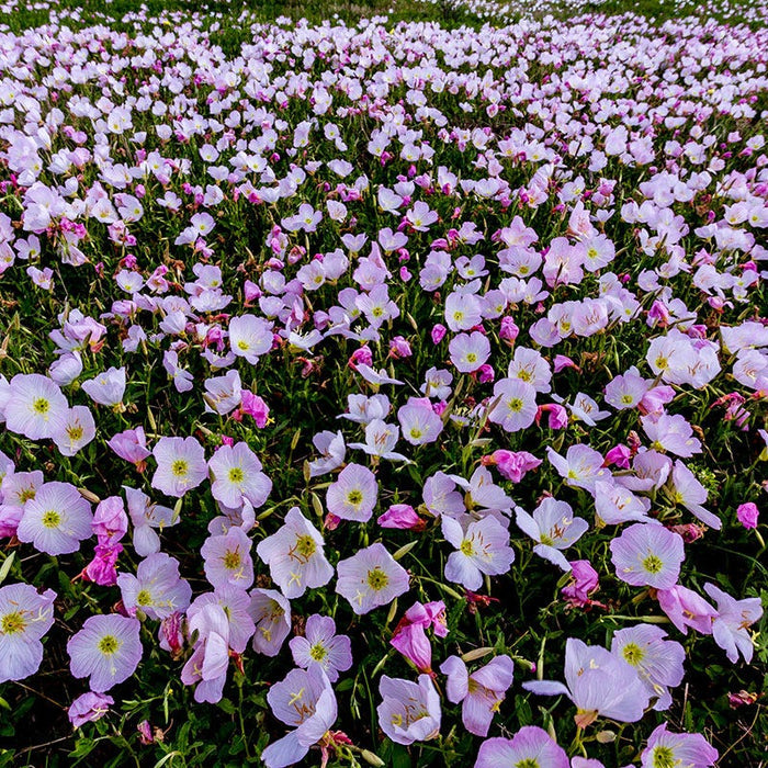 Showy Evening Primrose Seeds|Pink Showy Evening Primrose Seeds, Oenothera speciosa