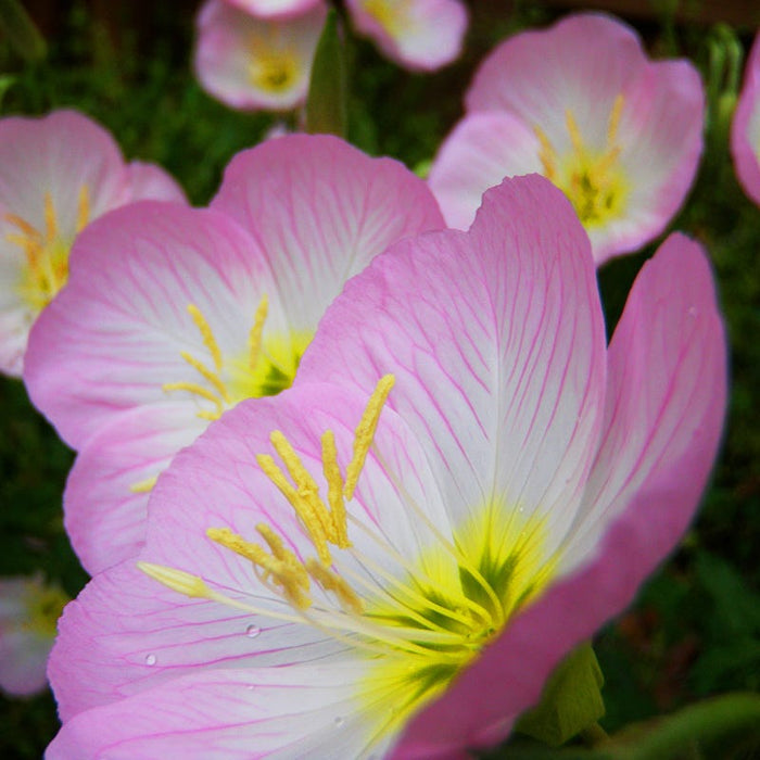 Showy Evening Primrose Seeds|Pink Showy Evening Primrose Seeds, Oenothera speciosa