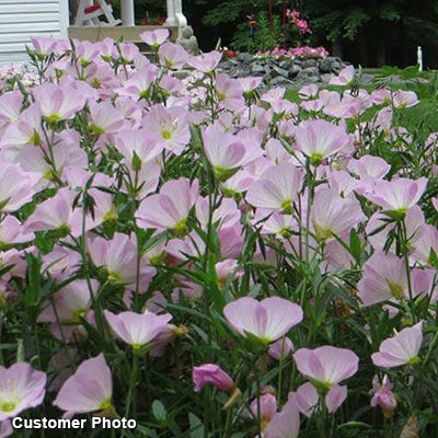 Showy Evening Primrose Seeds|Pink Showy Evening Primrose Seeds, Oenothera speciosa