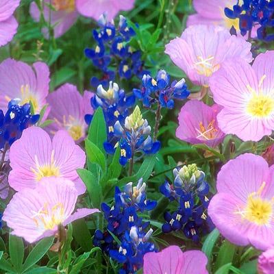 Showy Evening Primrose Seeds|Pink Showy Evening Primrose Seeds, Oenothera speciosa