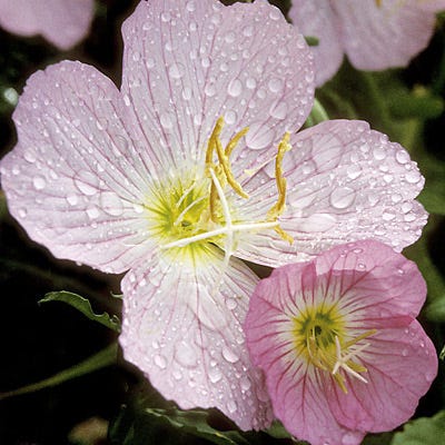 Showy Evening Primrose Seeds|Pink Showy Evening Primrose Seeds, Oenothera speciosa