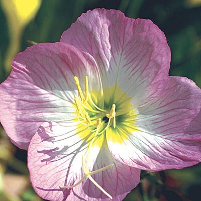 Showy Evening Primrose Seeds|Pink Showy Evening Primrose Seeds, Oenothera speciosa