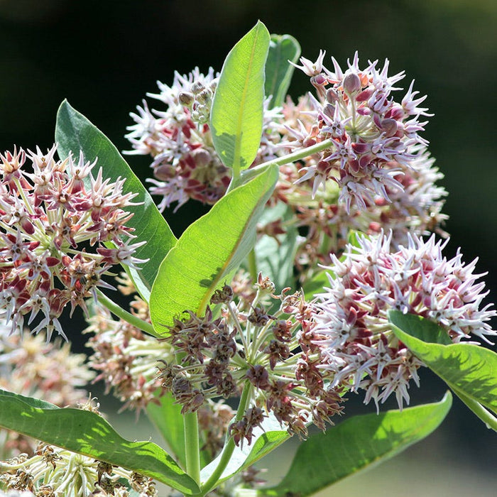 Showy Milkweed|Showy Milkweed, Asclepias speciosa