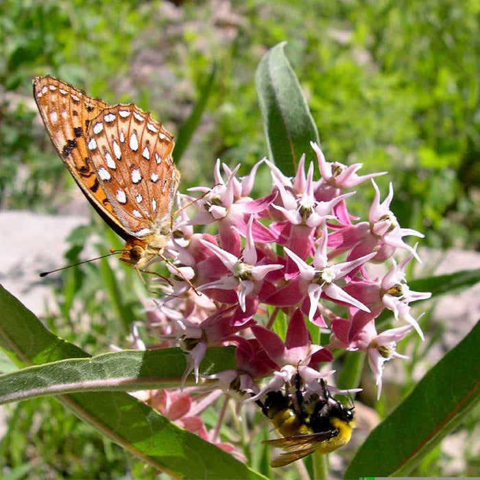 Showy Milkweed|Showy Milkweed, Asclepias speciosa