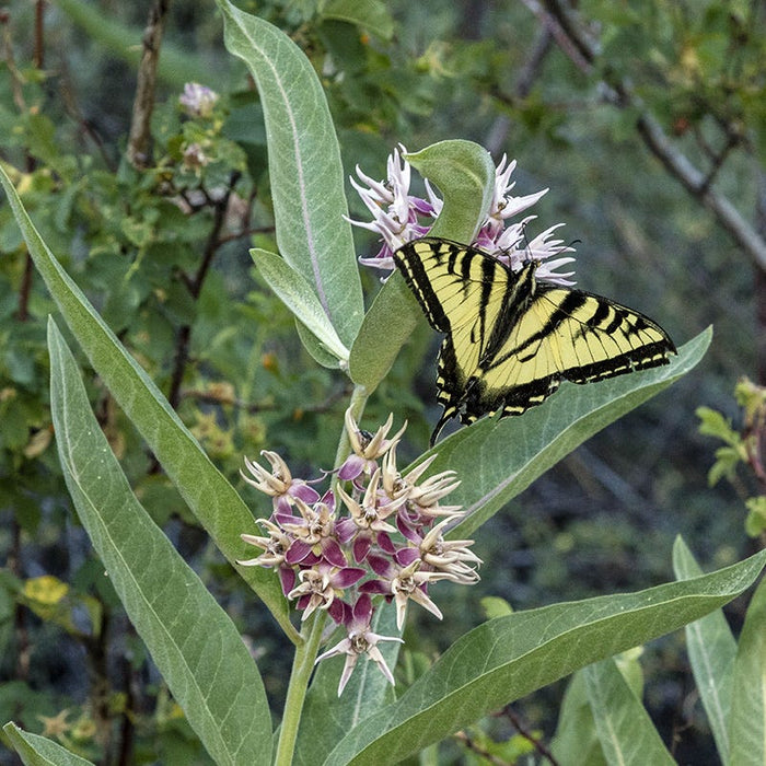 Showy Milkweed|Showy Milkweed, Asclepias speciosa