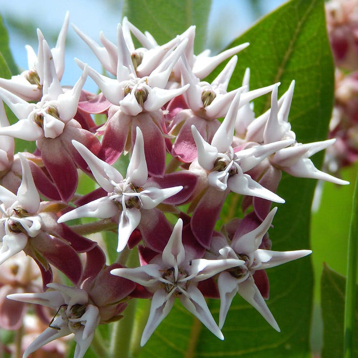 Showy Milkweed|Showy Milkweed, Asclepias speciosa