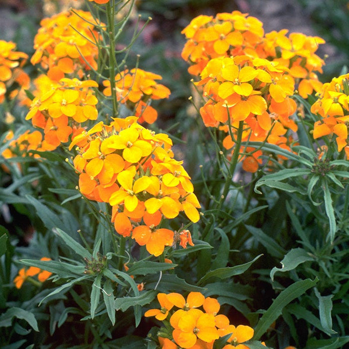 Siberian Wallflower Seeds