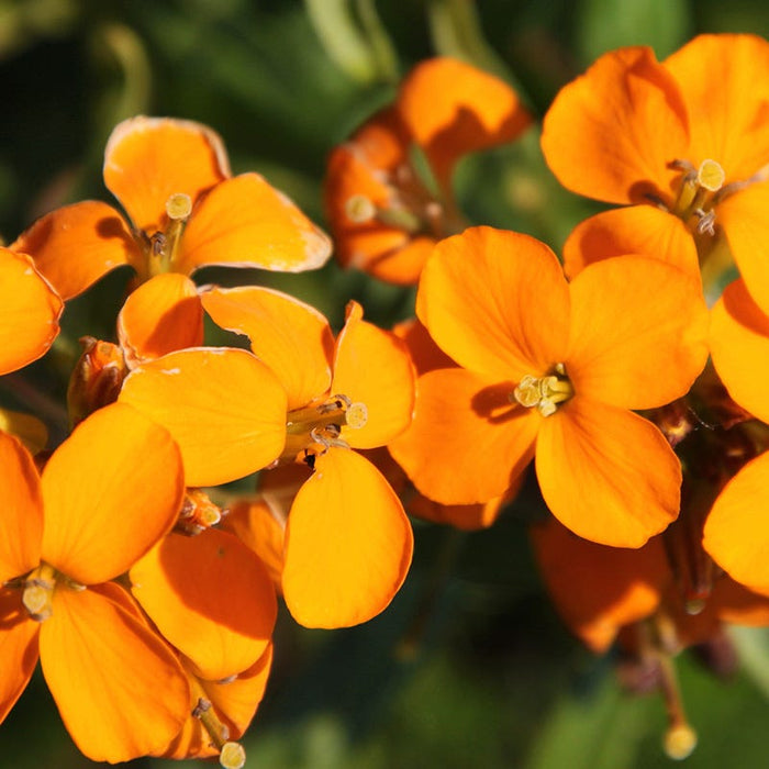 Siberian Wallflower Seeds|Orange Siberian Wallflower Seeds, Cheiranthus allionii or Erysimum hieraciifolium