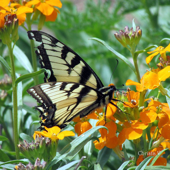 Siberian Wallflower Seeds|Orange Siberian Wallflower Seeds, Cheiranthus allionii or Erysimum hieraciifolium