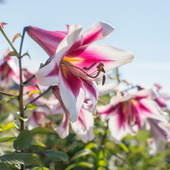 Silk Road Orienpet Lily|Silk Road Orienpet Lily, flower bloom