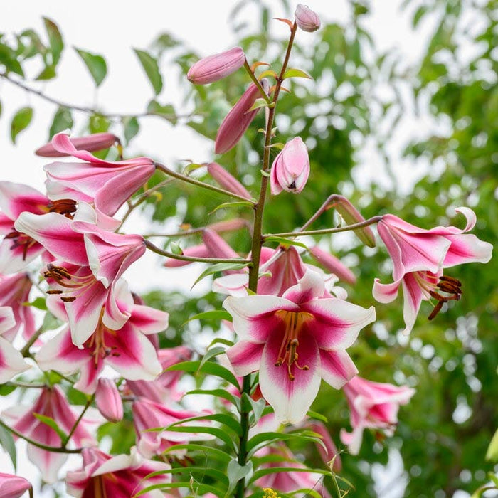 Silk Road Orienpet Lily|Silk Road Orienpet Lily