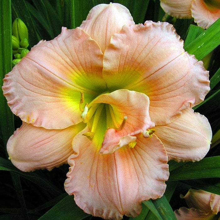 Siloam Double Classic Daylily|Pink Daylily Siloam Double Classic, Hemerocallis